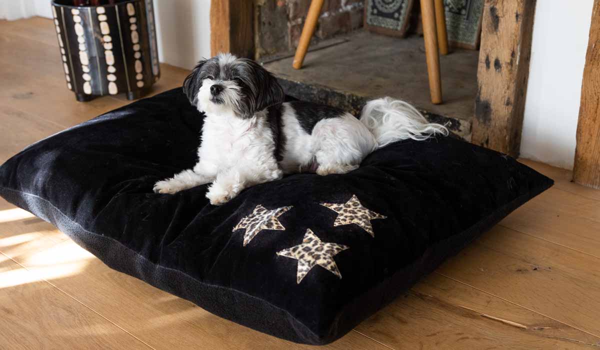 Leopard Stars Dog Bed - 3 Available Sizes - Image 32